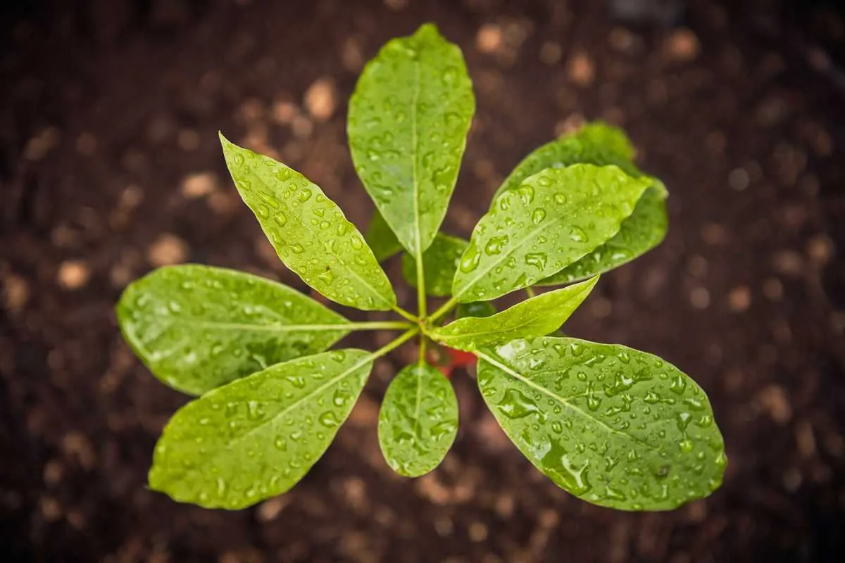 Geze pflanzt einen globalen Unternehmenswald